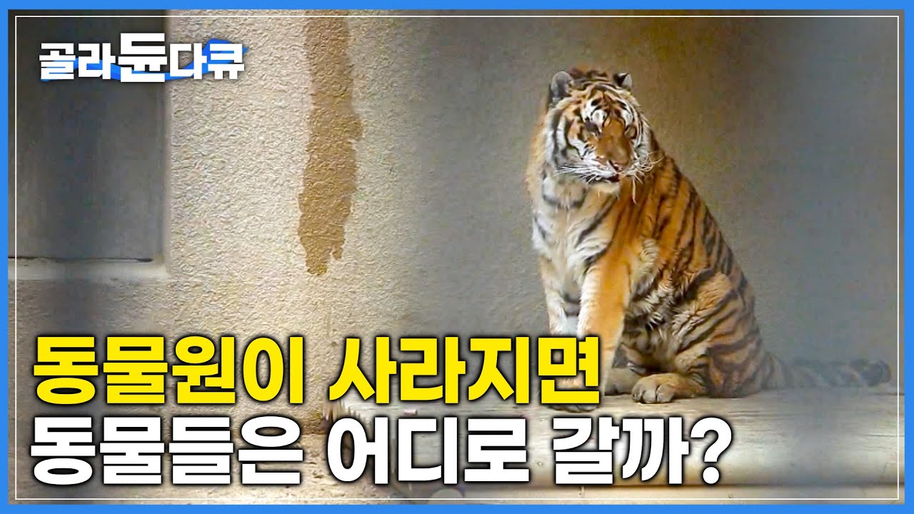 삶의 터전을 잃은 동물원 동물들은 어디로 사라지는 것일까? | 실직 동물 | 하나뿐인지구 | #골라듄다큐