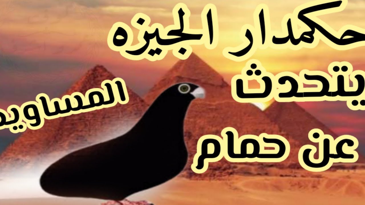 حكمدار الجيزه و اصل حمام المساويد#لوفت_عمرو_اشرف