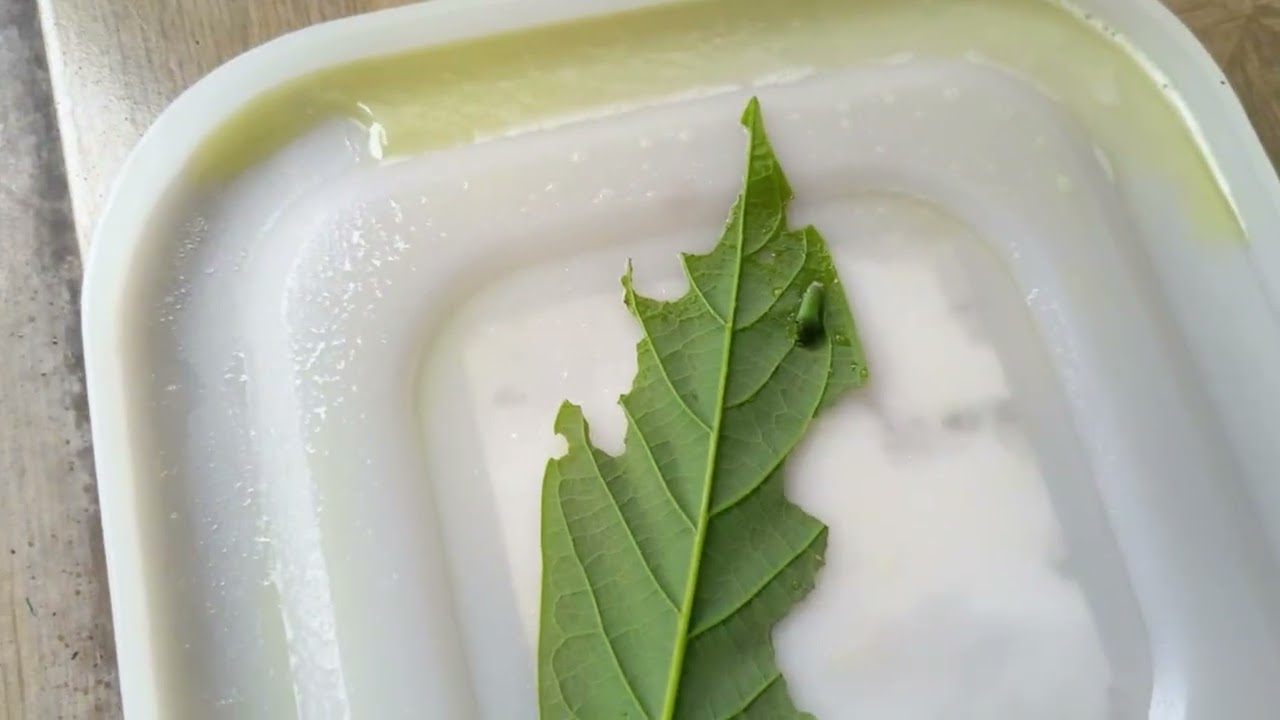 Jadam Sulfur (JS) dan Jadam Wetting Agent (JWA) untuk membasmi Ulat Daun pada tanaman Alpukat