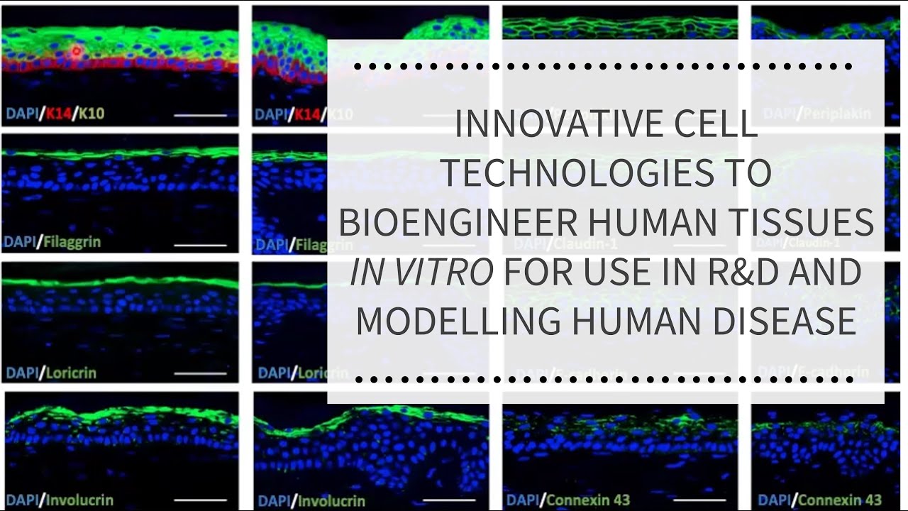 Engineered Human Tissues Webinar, Nov 2025 | REPROCELL