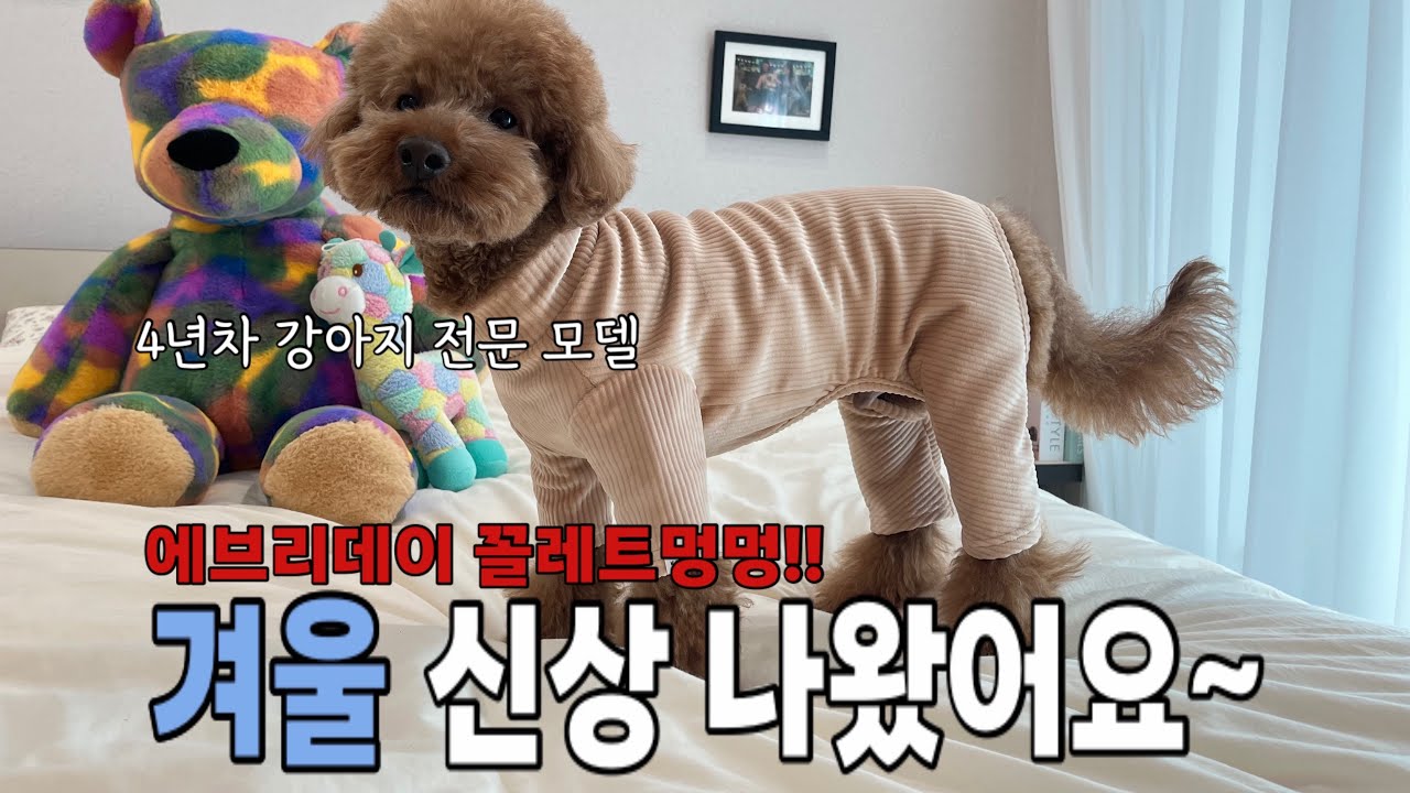 모델견 삼바 오랜만에 복귀! 겨울 강아지옷 신상이 나왔어요~