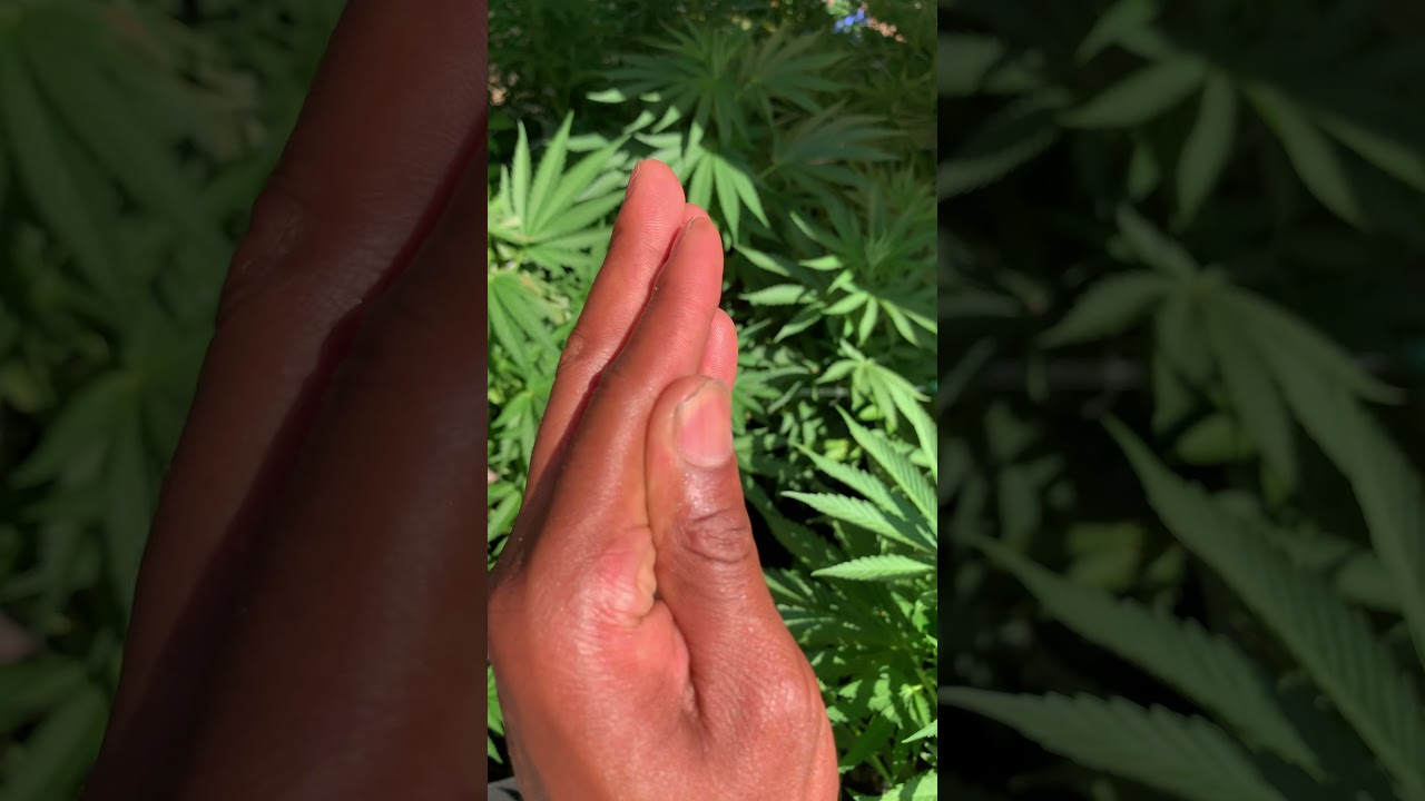 Heat stress plants. Outdoor weed grow 2021