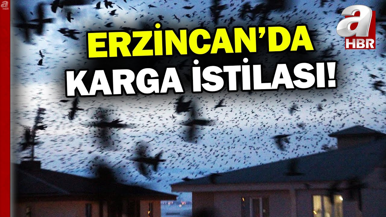 Erzincan'da korkutan karga istilası! Karga kovalama timi kuruldu | A Haber