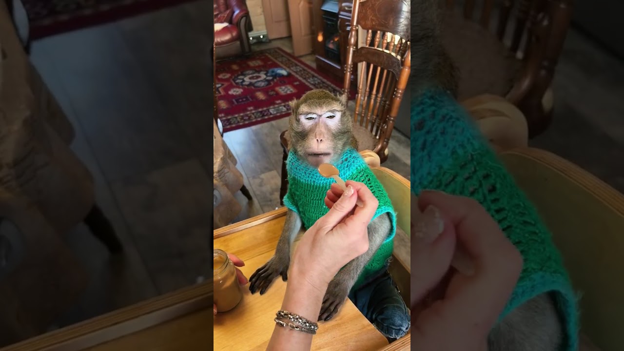 И снова обычное утро👋 всем хорошего дня! 🐒❄️#макака #monkey #домашниеживотные #доброеутро #обезьяна