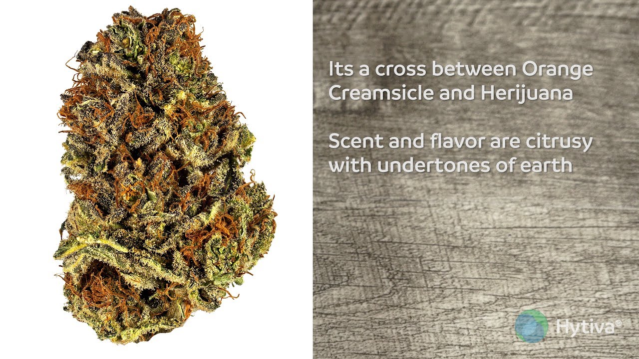 Orange POTUS Strain Review