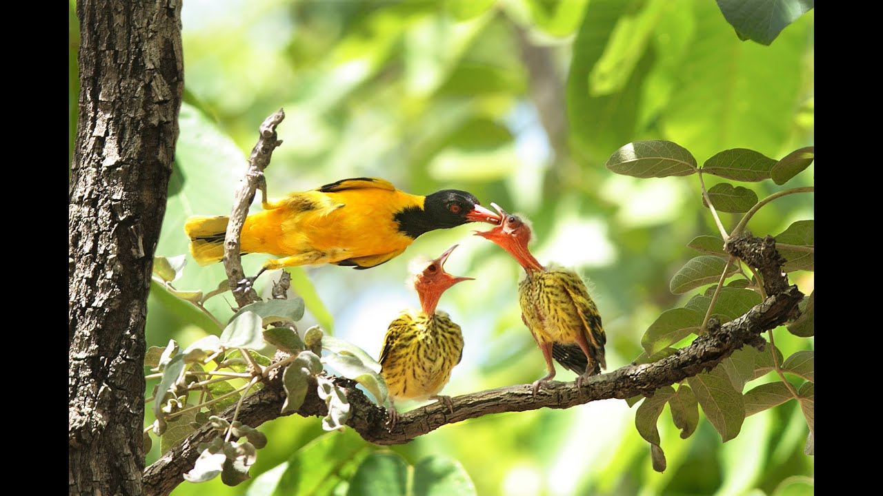 Phim VÀNG ANH  LOÀI CHIM HUYỀN THOẠI