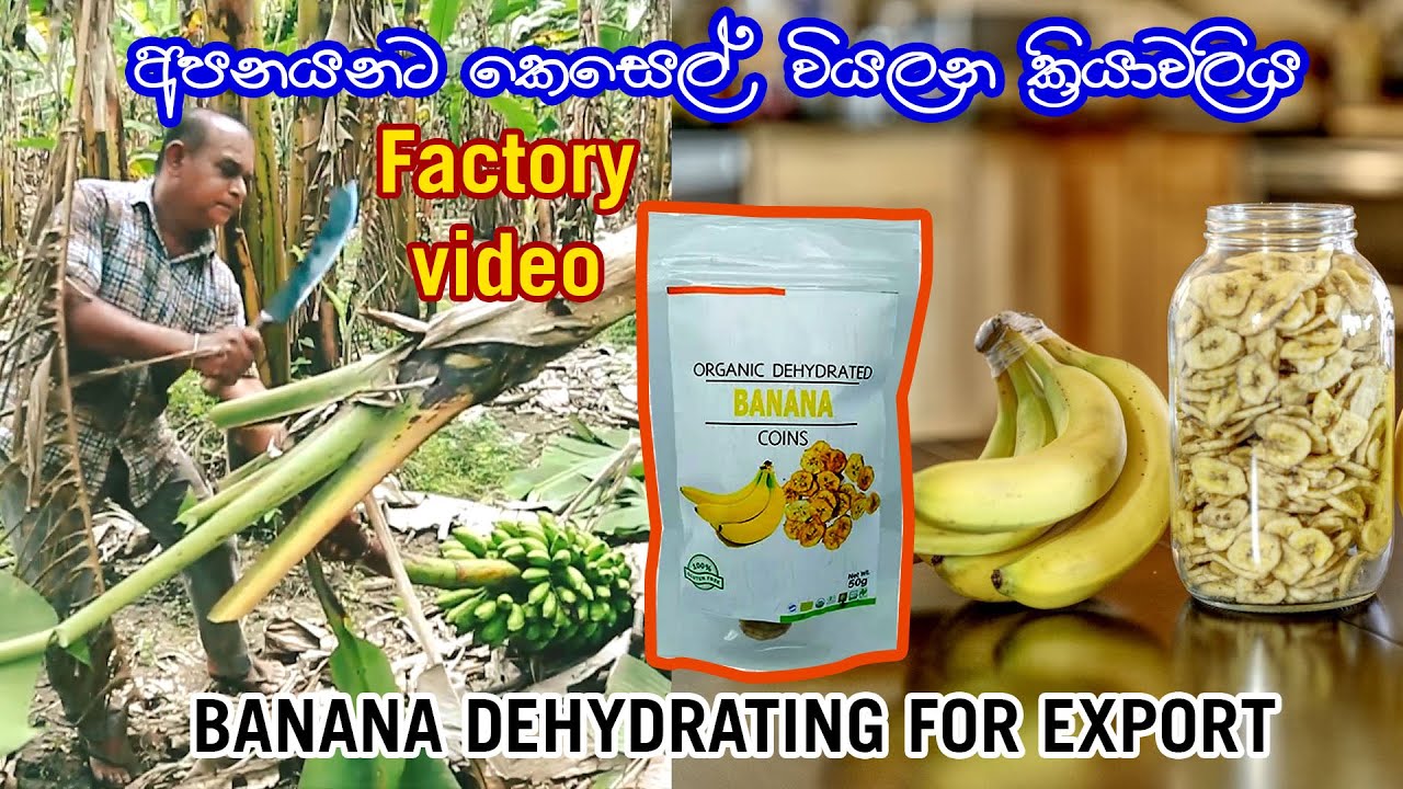 කෙසෙල් වියලා අපනායන තත්ත්වයට පත් කරන ක්‍රියාවලිය🌿DEHYDRATED BANANA FOR EXPORT
