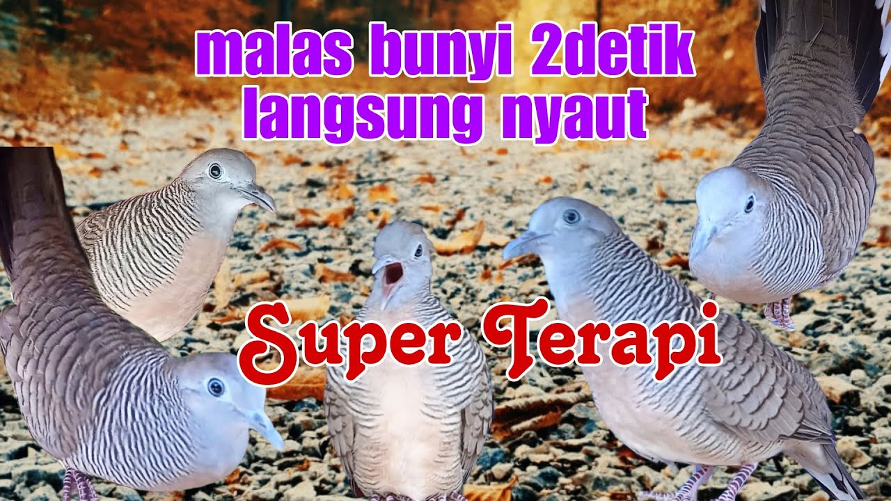 SUPER TERAPI sangat ampuh mengatasi perkutut malas bunyi dan macet bunyi