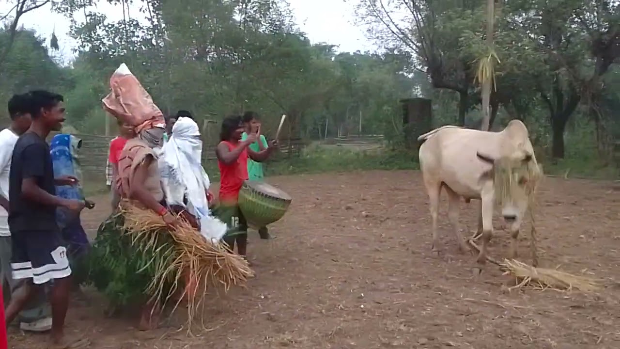 सोहराई पारब ||Mundari Sohrai parab Video 