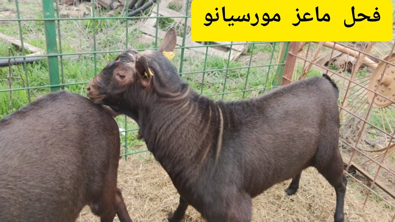شاهد فحول الماعز المورسيانو. اللهم بارك