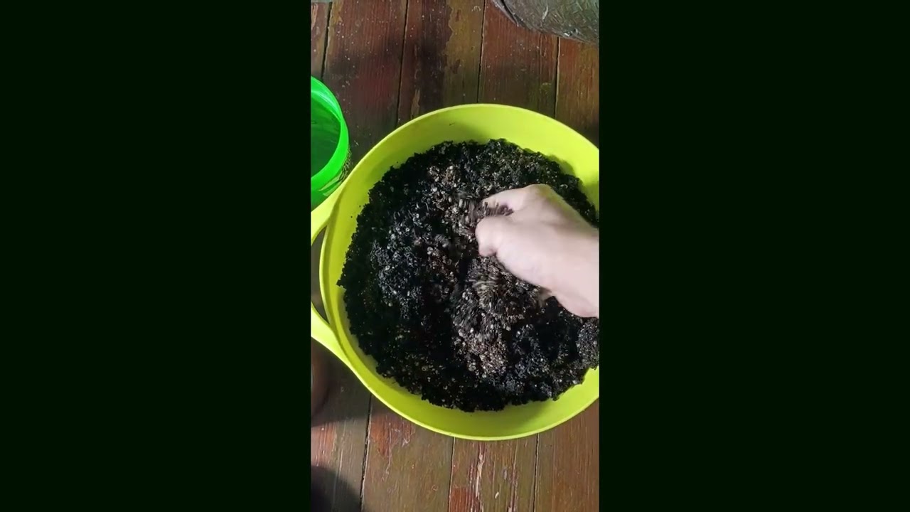Coco Peat w Perlite + Ocean Forest Soil mix prep for Clones of Super Boof