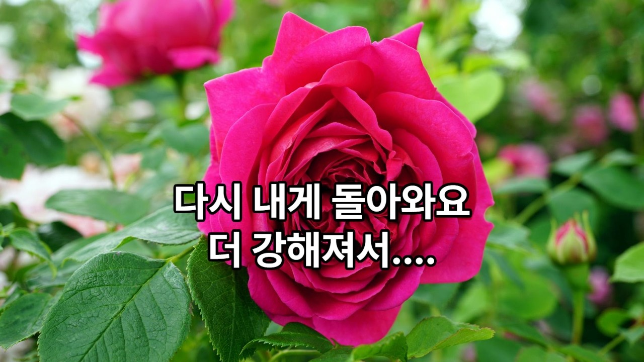 [EergreenOlive.작사/작곡WITHSUNO] 다시 내게 돌아와요. 더 강해져서.[Rev.박병문]