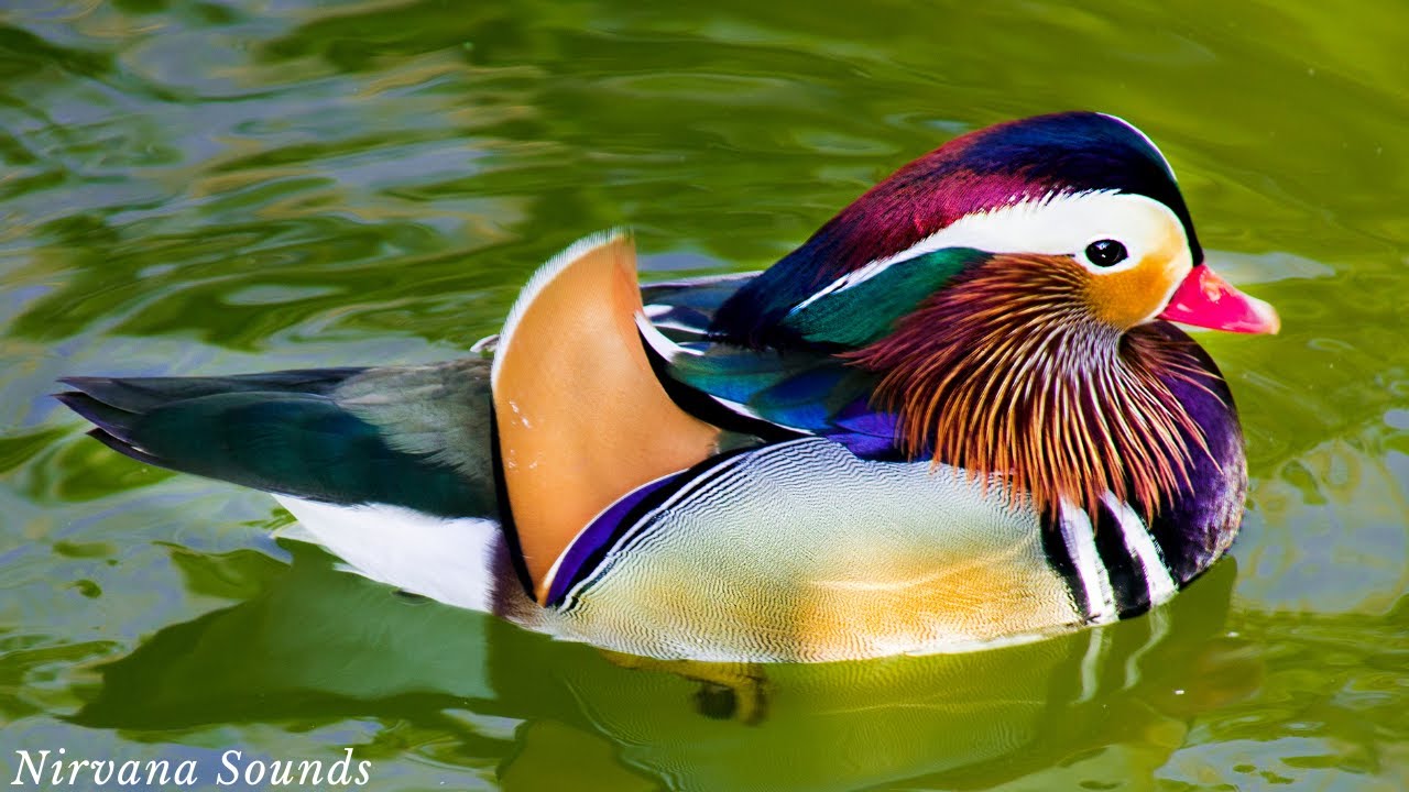 THE MANDARIN DUCK 4K Ultra High Definition Video