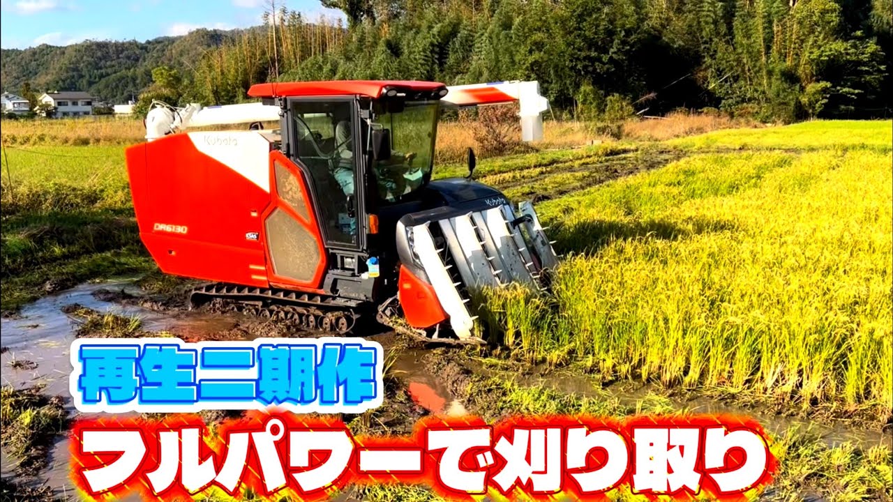 【再生二期作】Kubota DR6130クボタの6条130馬力コンバインで刈り取りSTAR🏃‍♂️