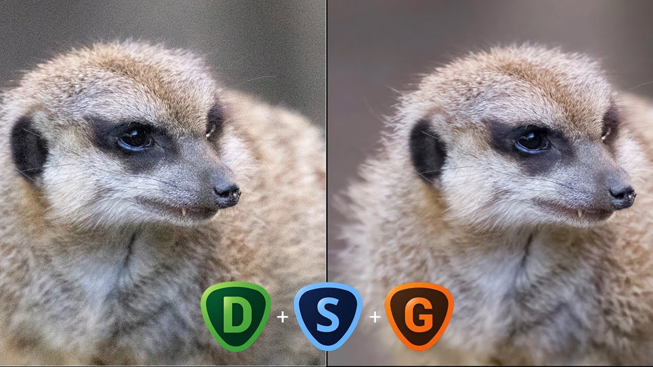 Simple photo editing workflow to denoise, sharpen, and upscale your wildlife images
