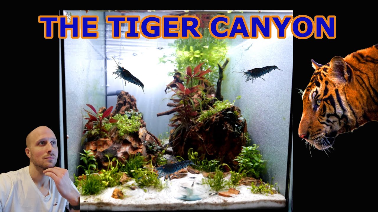 The Tiger Canyon - Aquascape (Tutorial) for Blue Tiger Shrimp