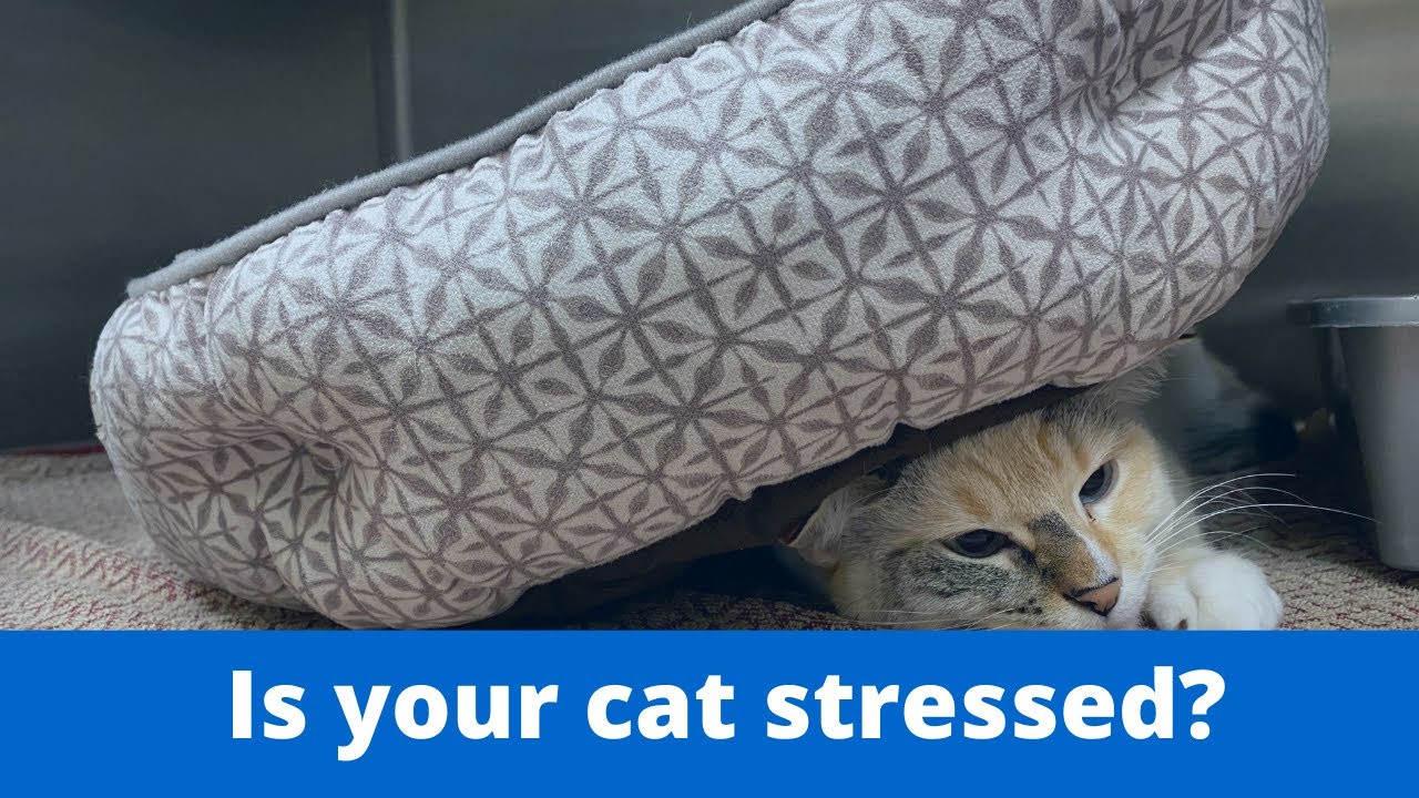 If your cat urinating out of the box??  It could be due to stress!