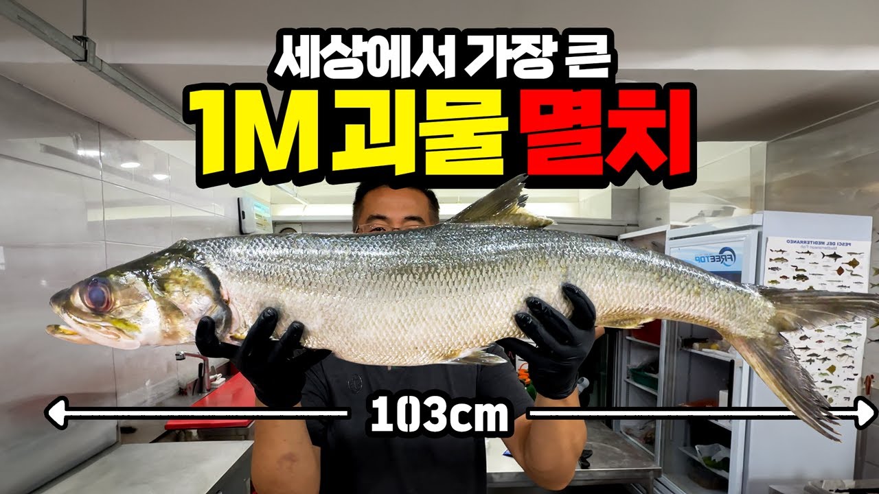 길이만 1M가 넘는 마동석 팔뚝만 한 멸치가 올라왔습니다. 그런데 역대급 반전이...