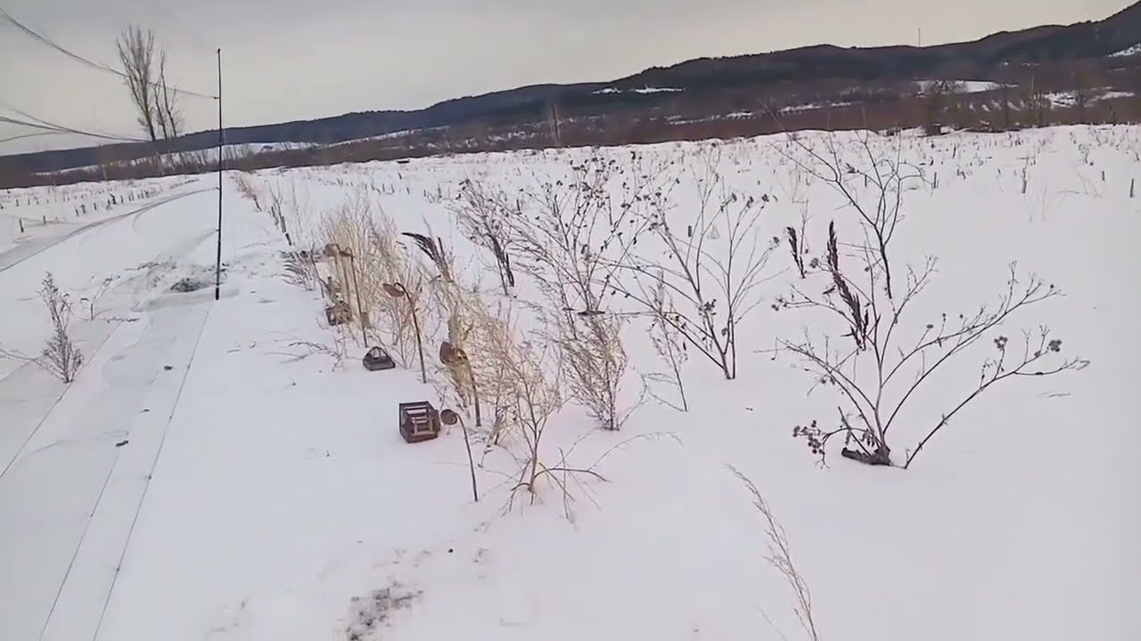 Новое место для ловли. Подлёты птиц к сети. Реплы, зяблики, щеглы.