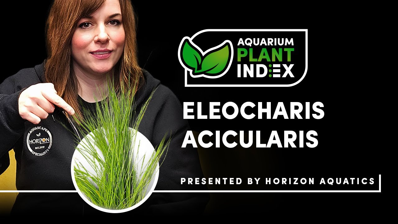Planting Eleocharis acicularis | Aquarium Carpet Plant How-To