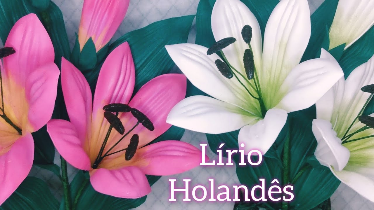 Lírio Holandês em Eva.