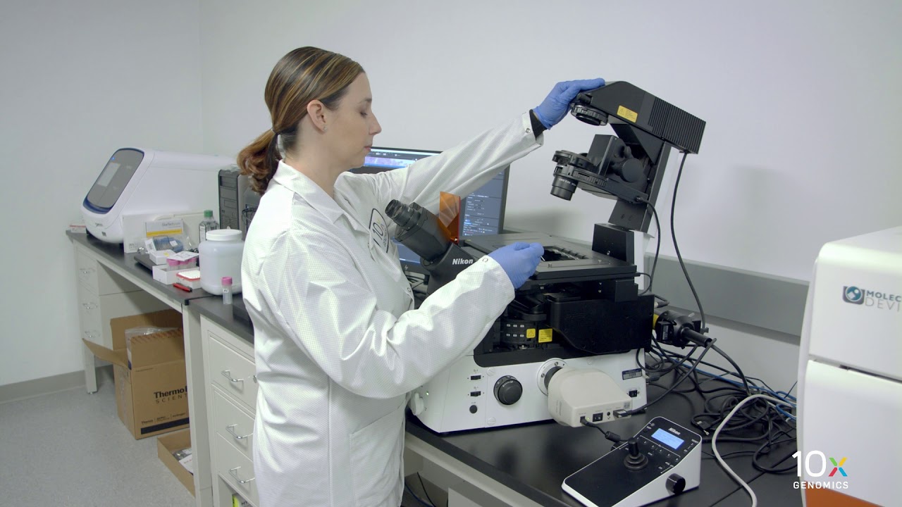 Visium Tissue Optimization Protocol | Fluorescent Tissue Imaging & Optimal Permeabilization Time