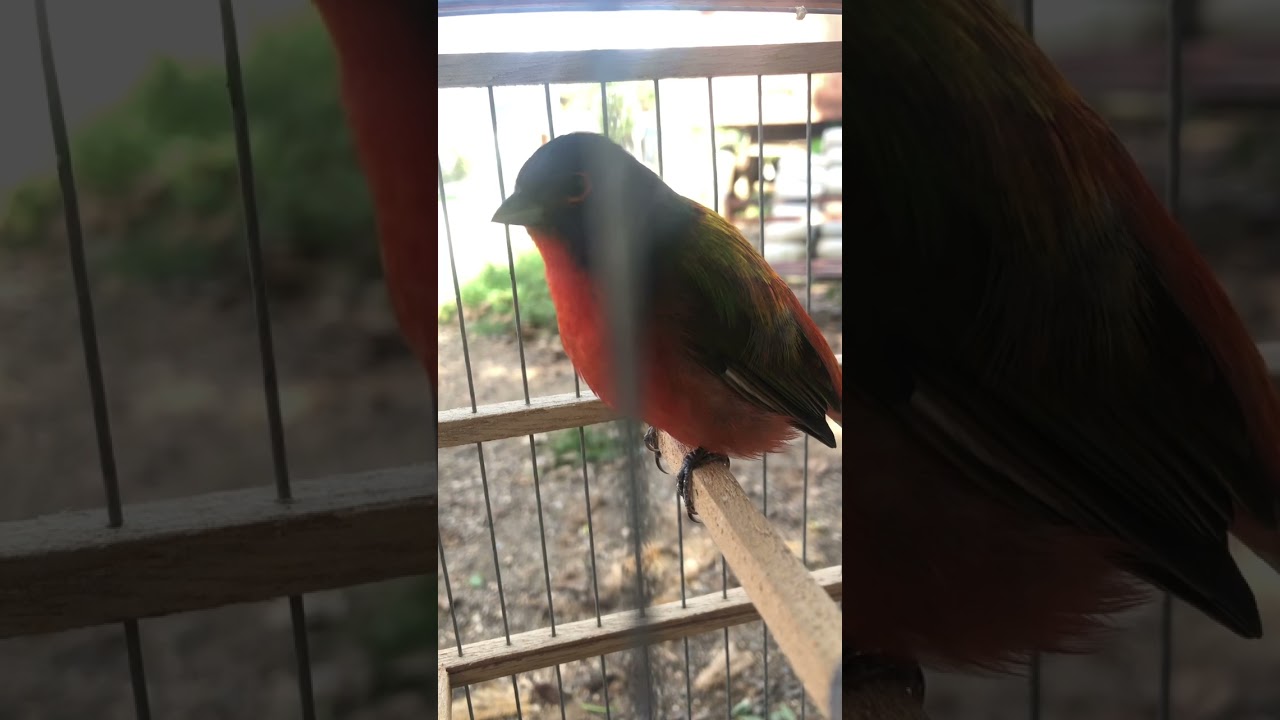 Mariposa cantando