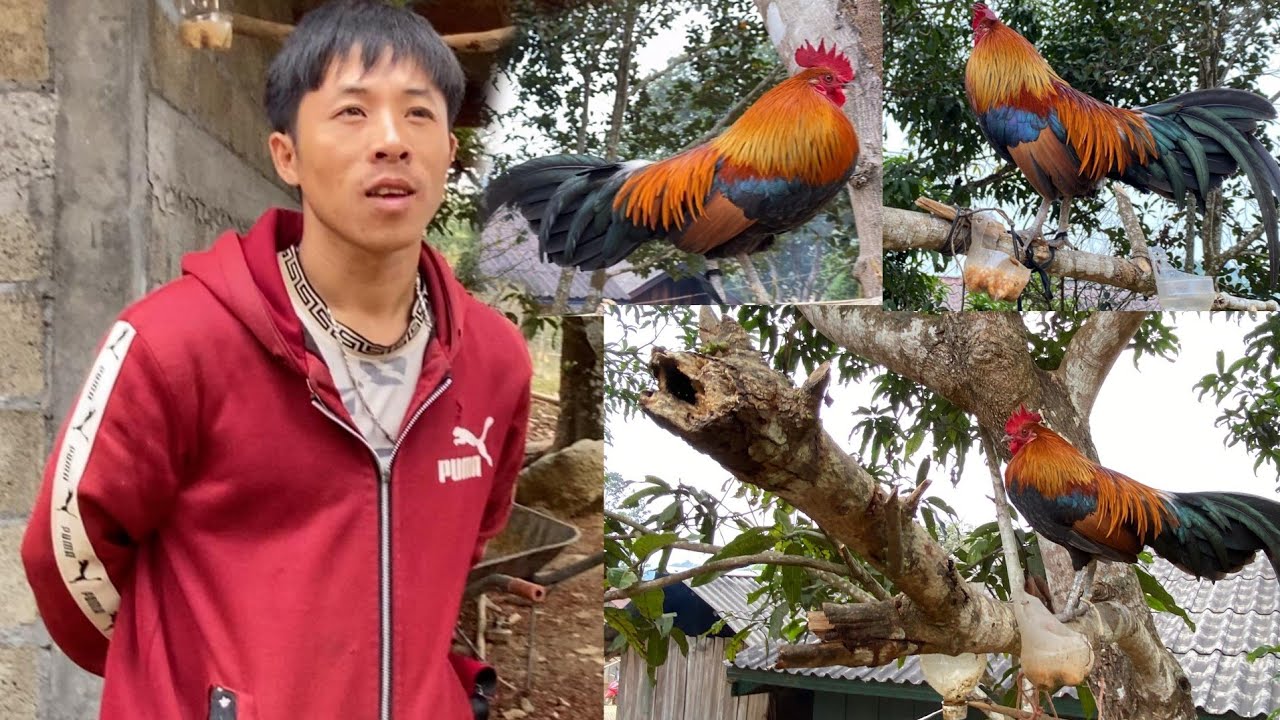  xav tau qhia zoo zoo nkauj mus yu hu tau nawb 