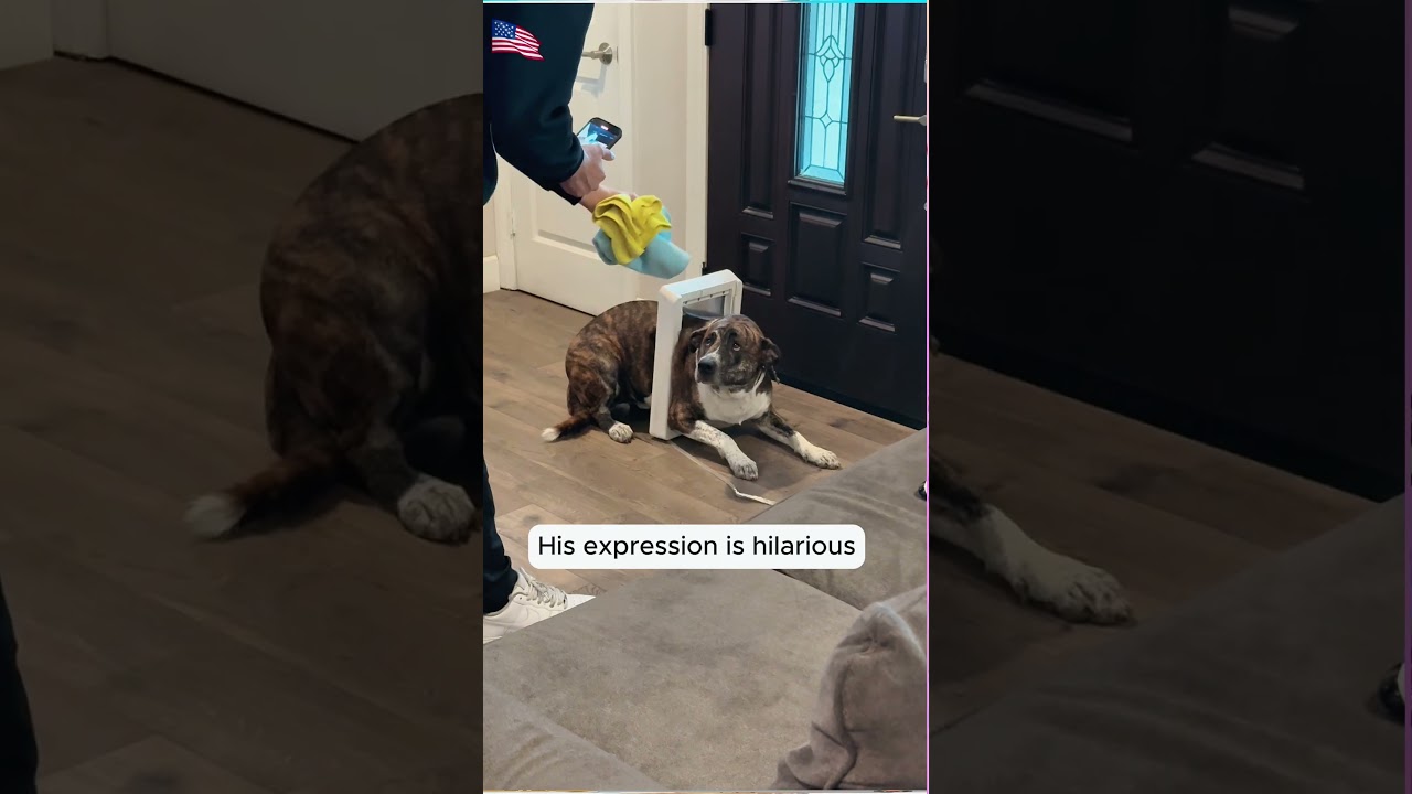 #funny #pets #funnyanimals #funnydogs  #cutecats