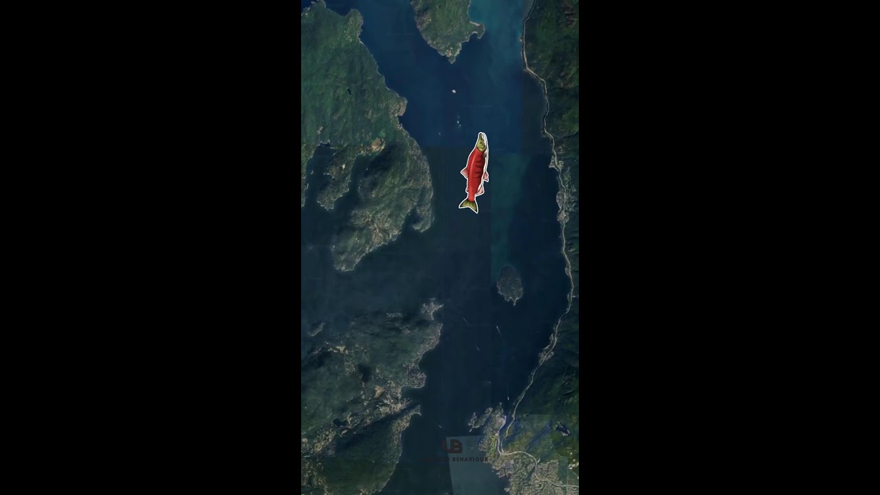 Born to TRAVEL: The Anadromous Life of Sockeye Salmon 🐟  - Unveiled Behaviour