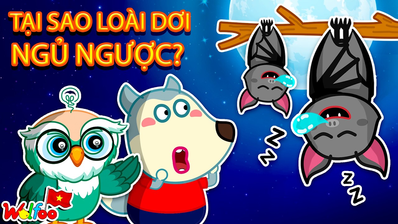 Tại Sao Loài Dơi Ngủ Ngược 🤔 Wolfoo Khám Phá Những Điều Mới Lạ | Wolfoo Tiếng Việt