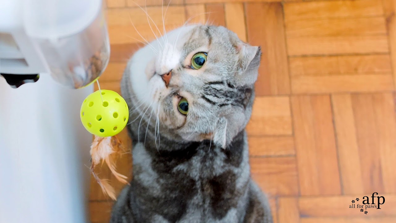 Cat Instinct Smart Feeder