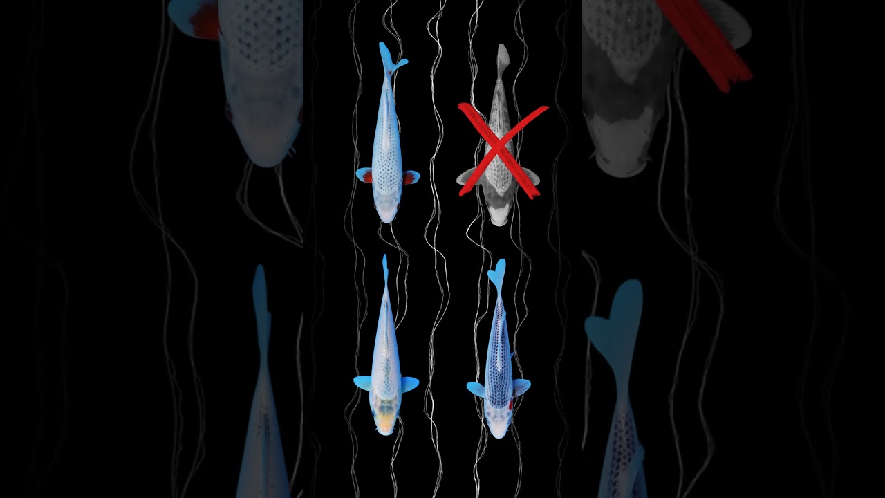 tips memilih ikan koi asagi
