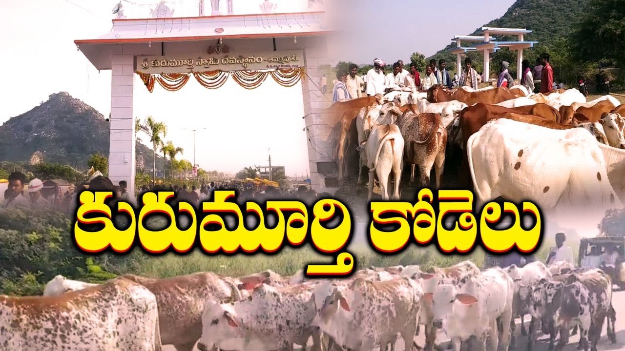 Poda Thurupu Breed of Cattle | Kurumurthy Jathara | Mahabub Nagar | పొడ జాతి కోడెలకు 400ఏళ్ల చరిత్ర