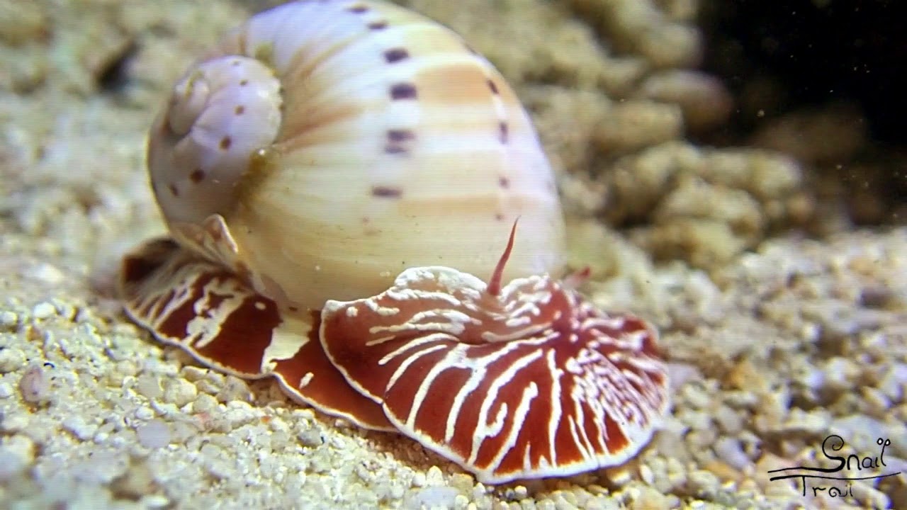 Natica alapapilionis - Butterfly Moon Snail
