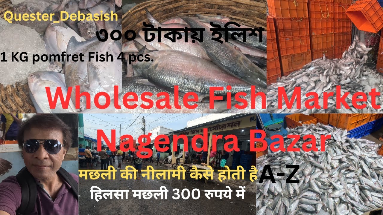  Diamond Harbar Fish Market NagendraBazar |ইলিশ মাছ Rs.300 |#Hilsa Fish l ilish price in India