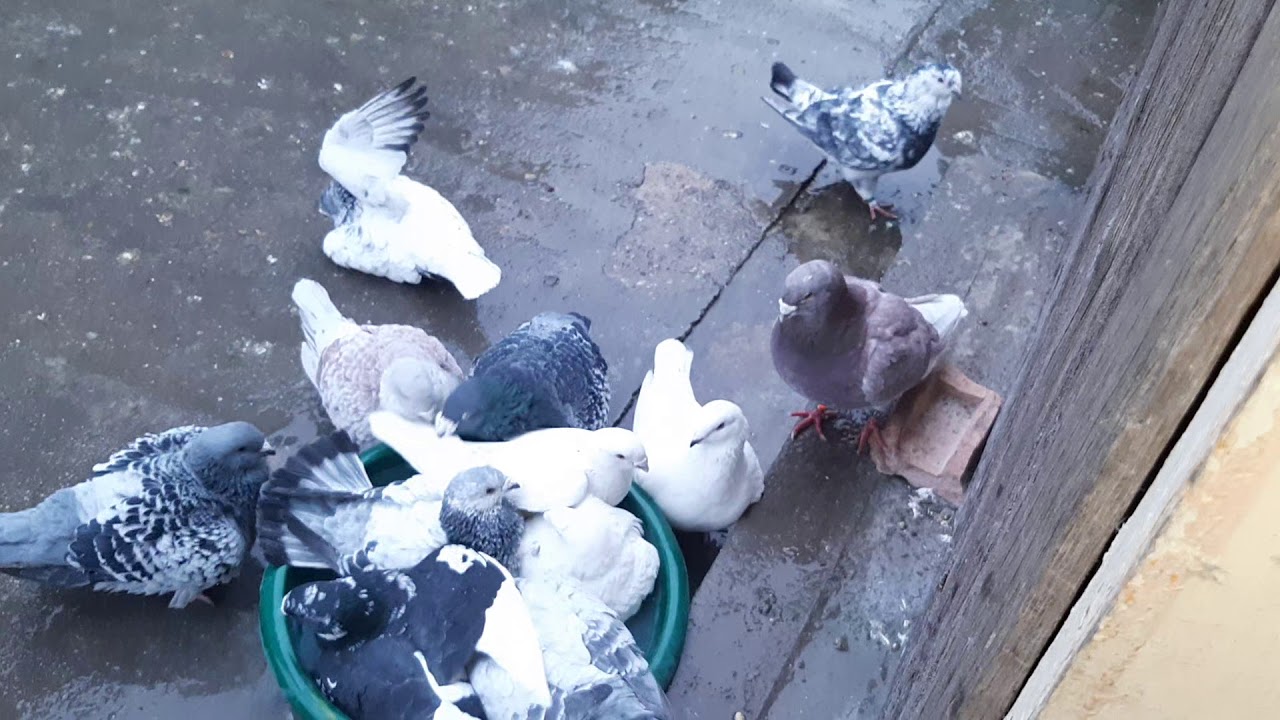 Porumbeii mei standard!🕊🕊🕊