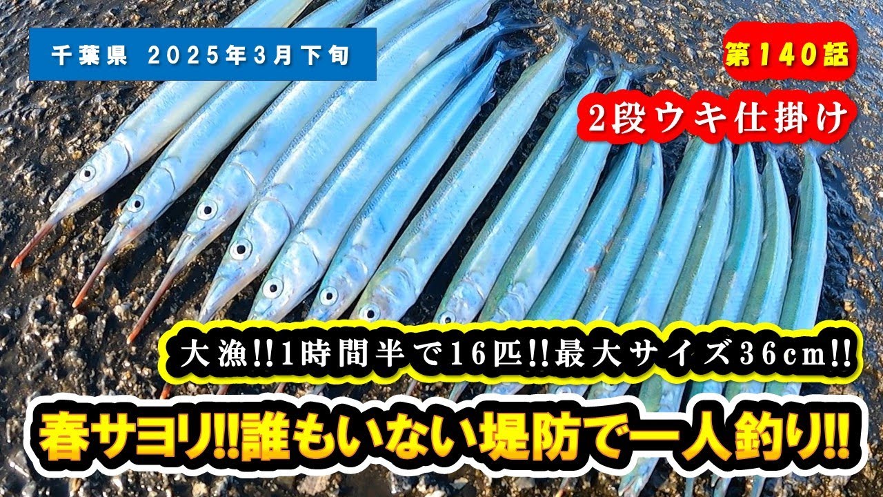 【千葉県 房総】誰もいない堤防で一人サヨリ釣り!!投げればアタルサヨリの群れ!!大型が釣れる春、最大36cm!! [ 2段うき仕掛け ]