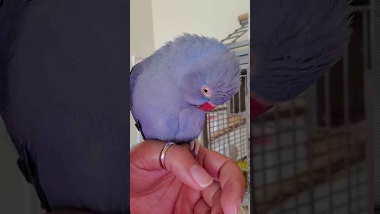 Indian Ringneck Parrots 🦜 playing. (Kiwi)