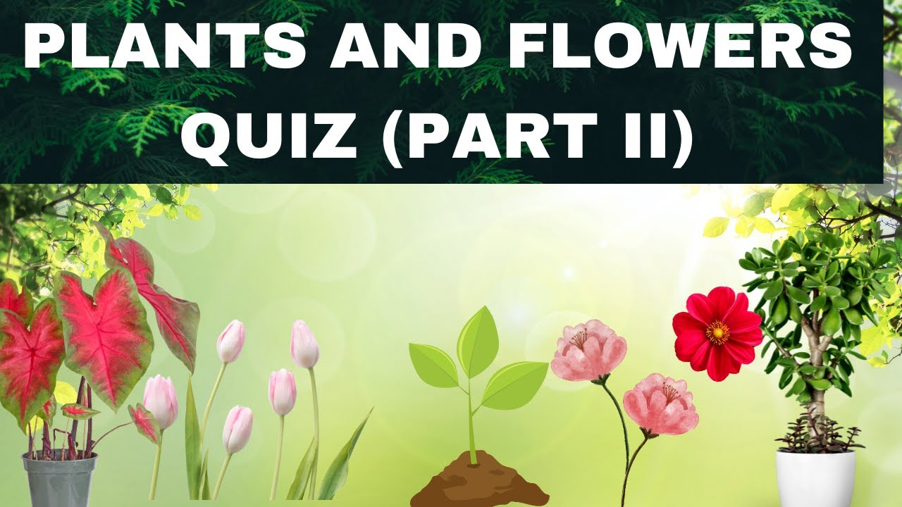 Plants And Flowers Quiz  (Part II) !!!
