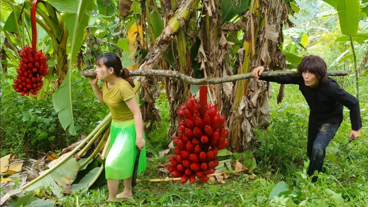 The Couple Discovered The World's Most Exotic Banana - Đi L&agrave;m Ph&aacute;t Hiện Buồng Chuối Đỏ