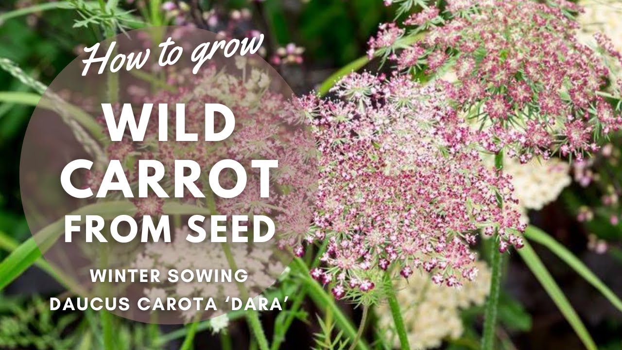 How to Grow Wild Carrot (Daucus Carota) from Seed |&nbsp;Perennial Garden