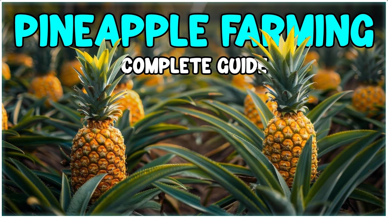 Pineapple Farming - Planting, Care, Harvesting | Complete Process