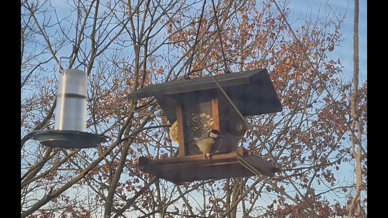 Kohlmeise frisst eine Erdnuss
