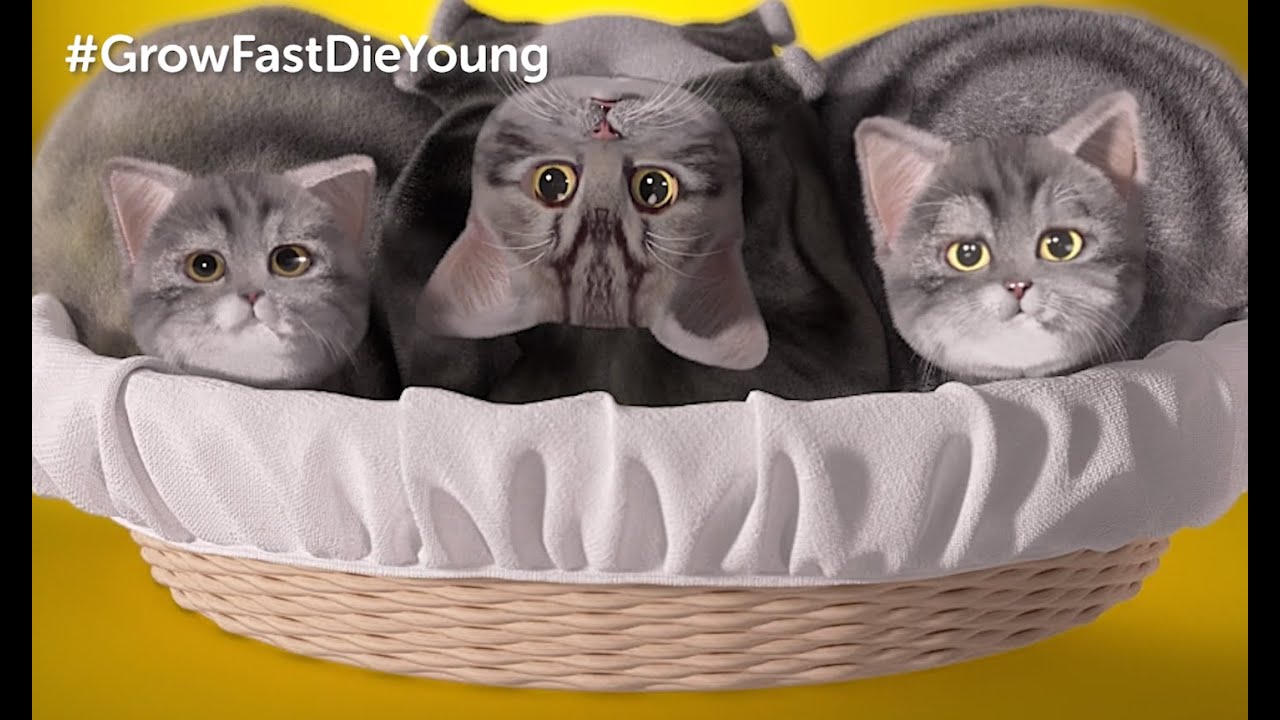 CIWF : Social Media Video (basket)