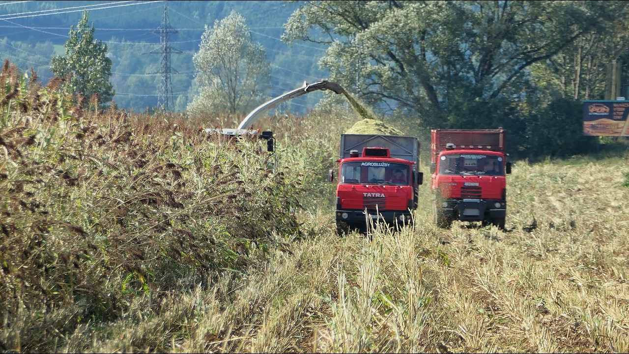 Сухой силос из сорго после сильных дождей 2024 г. Claas Jaguar 850 и 3x Tatra 815 #силос #сельское