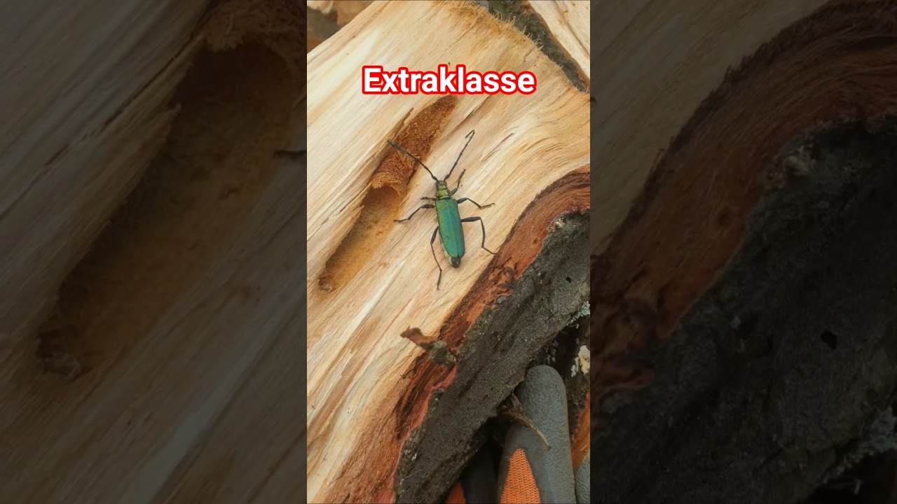 Den siehst Du nicht alle Tage Der Moschusbock #joergerklaerts