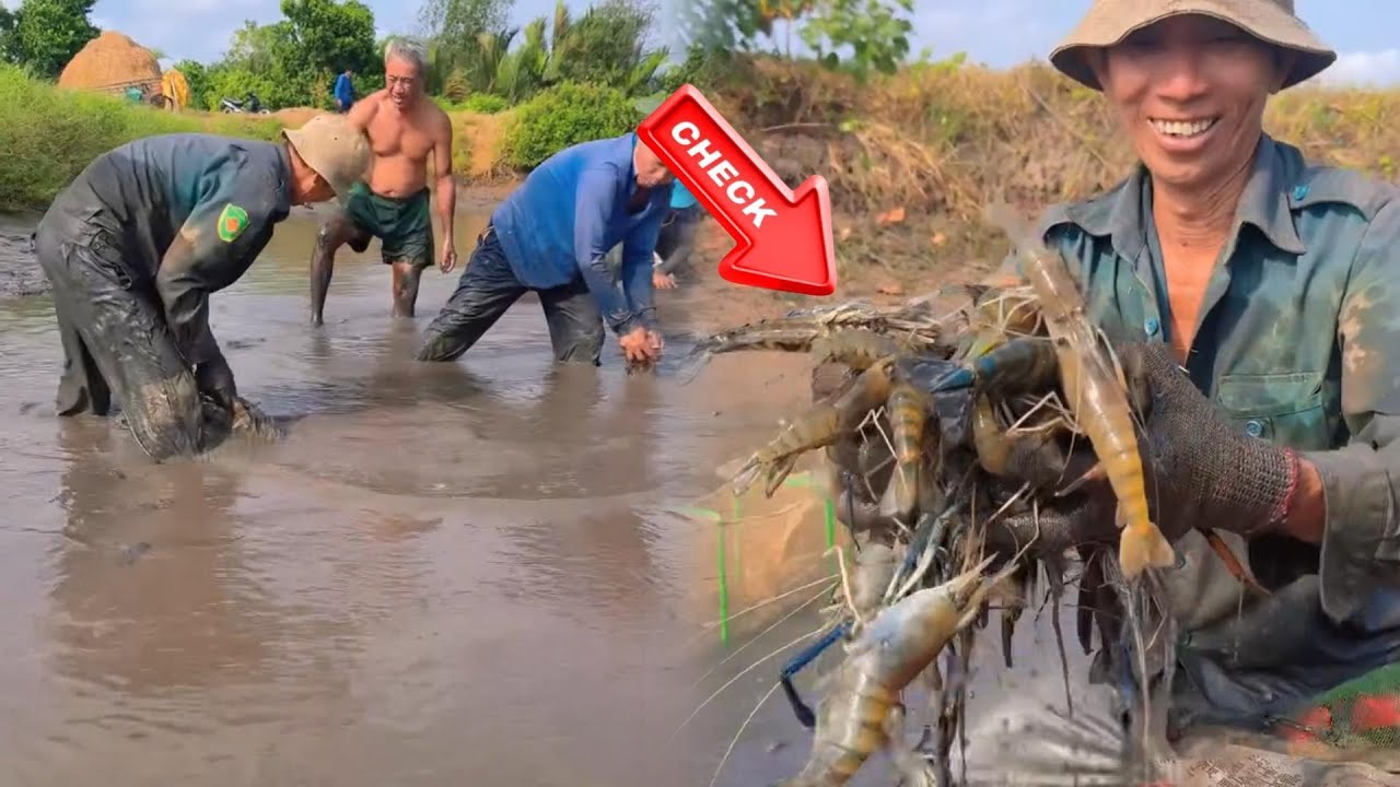 We are harvesting greener shrimp in the countryside