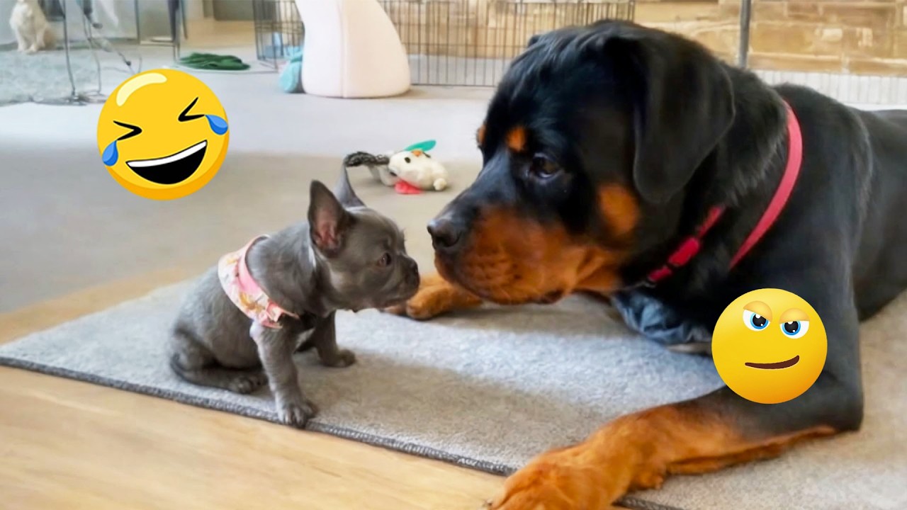You Will Laugh Until Your Stomach Hurts 😂🐶 Funniest Dogs 2026! #3