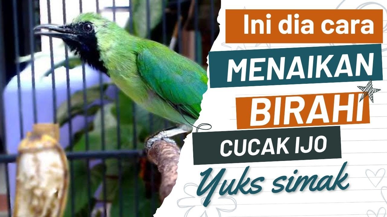cara menaikan birahi cucak ijo begini cara saya
